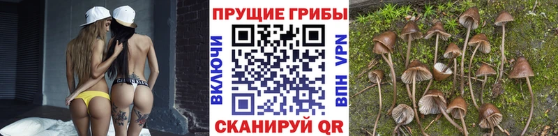 Галлюциногенные грибы Psilocybe  OMG ссылки  Пионерский 